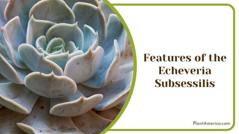 Features of the Echeveria Subsessilis Plant America Features of the Echeveria Subsessilis Plant America