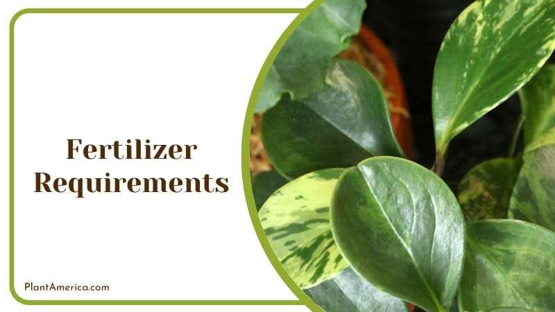 Feeding Peperomia Rotundifolia PlantAmerica
