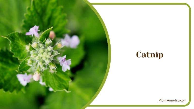 Feline Friendly Mosquito Repellent PlantAmerica