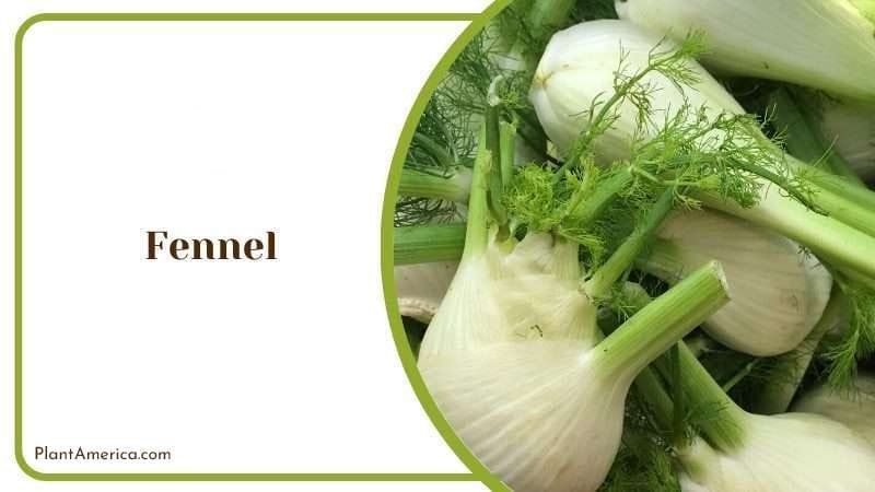 Fennel a Perenne Herb PlantAmerica