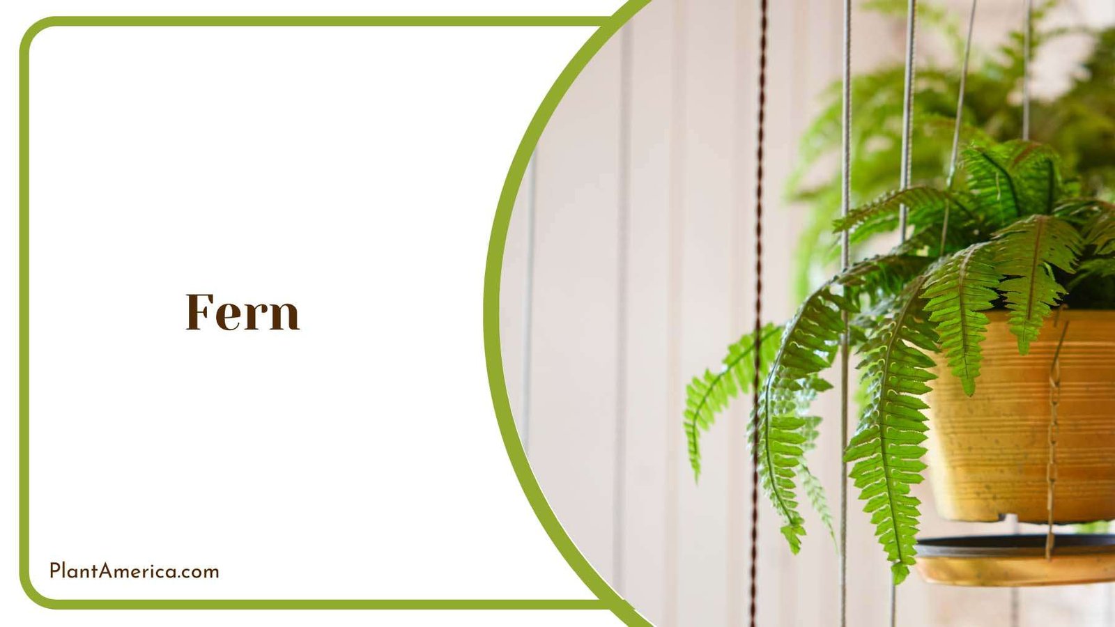 Fern Indoor Plant Plant America