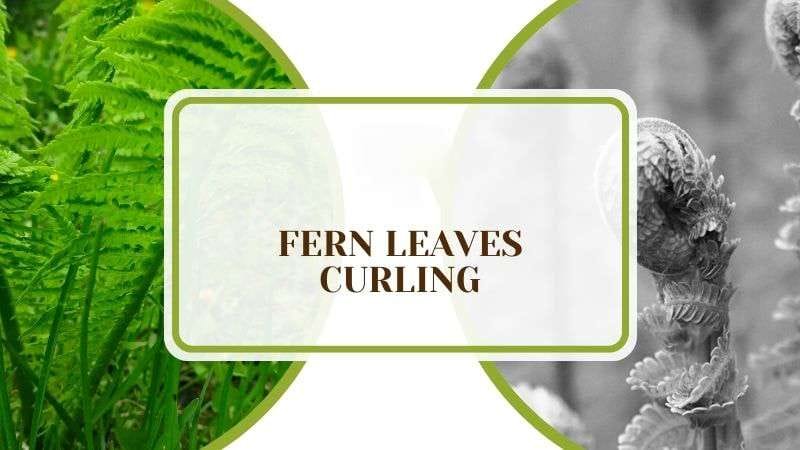 Fern Leaves Curling Plant America Fern Leaves Curling: Why It Happens and How to Deal with It