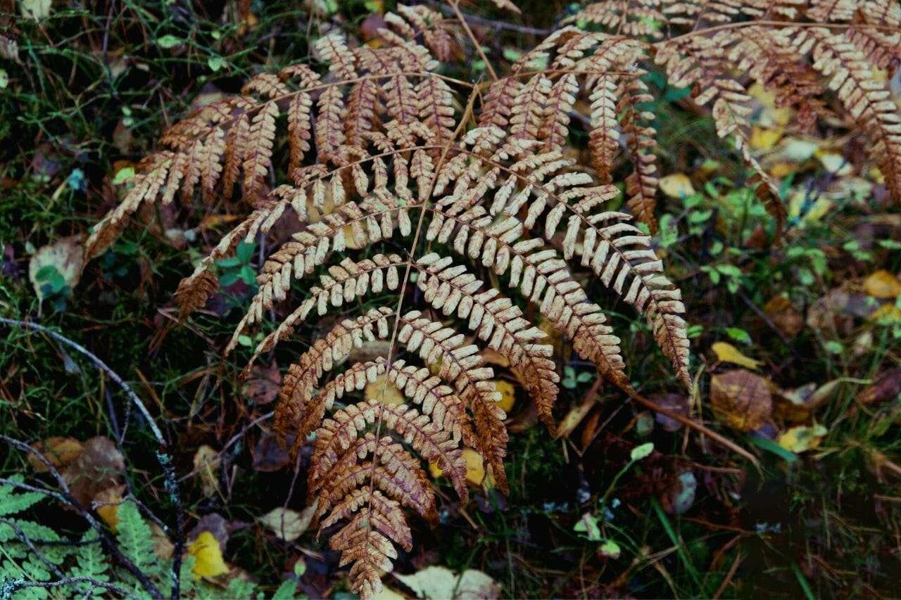 Fern leaves turned yellow PlantAmerica Fern Leaves Turning Yellow: How to Restore Your Plant?