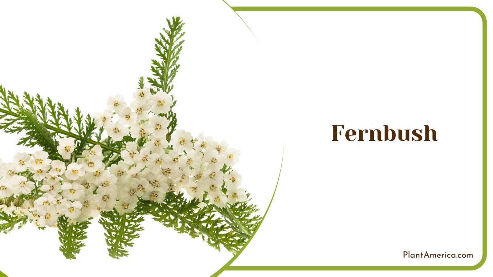 Fernbush Bush Flowers Plant America