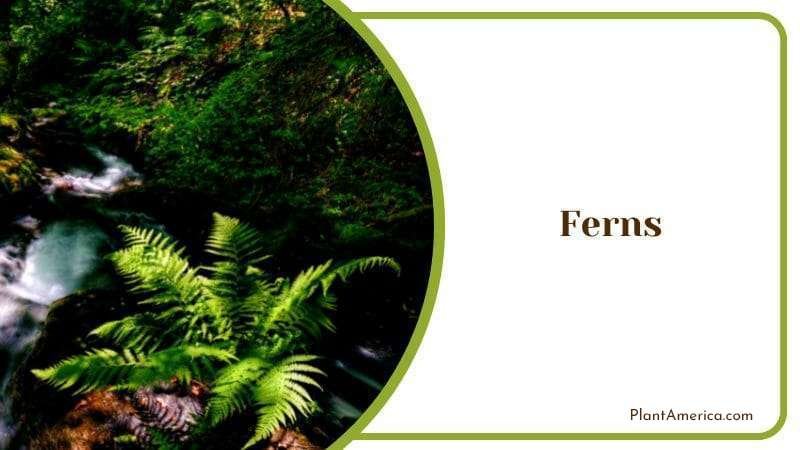 Ferns By The Water Plants That Frogs Like Plant America