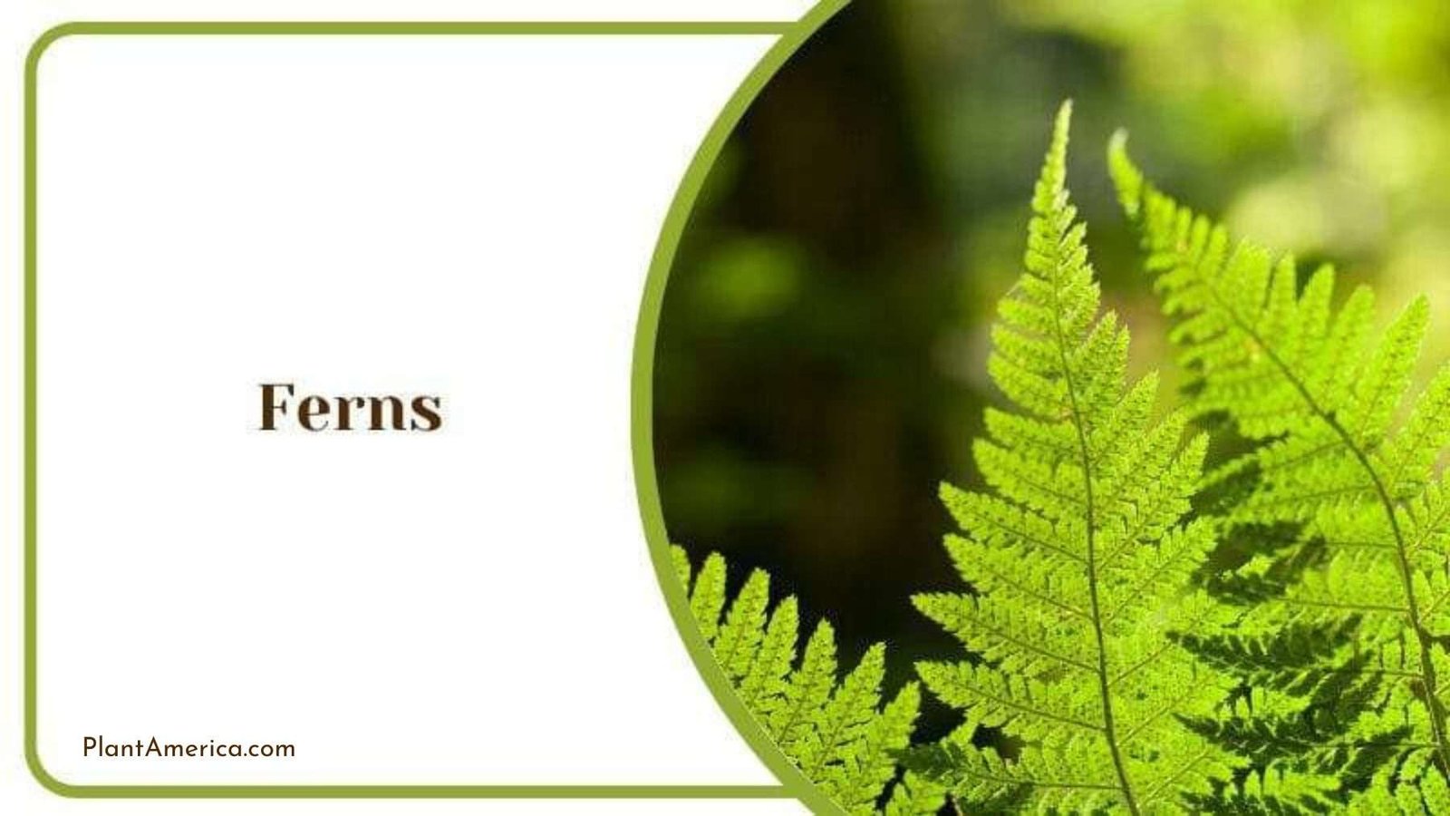 Ferns With Spiky Green Leaves Plant America