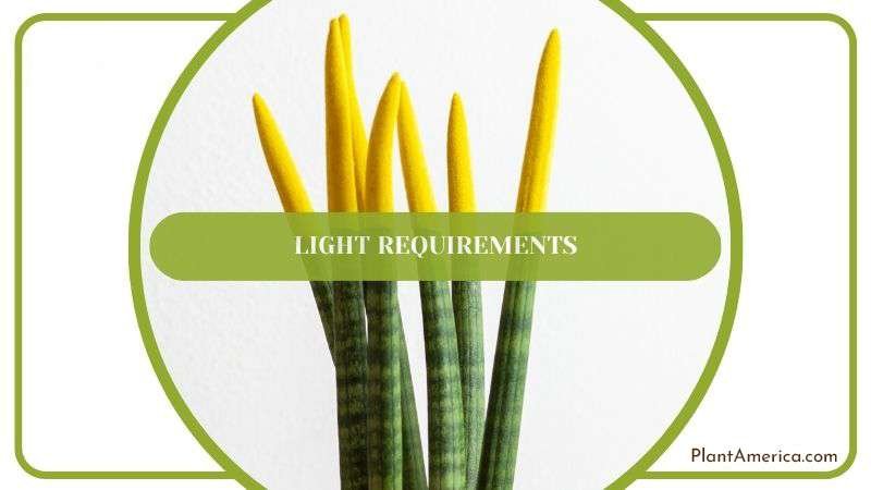 Fernwood Plant Under Bright Sunlight PlantAmerica