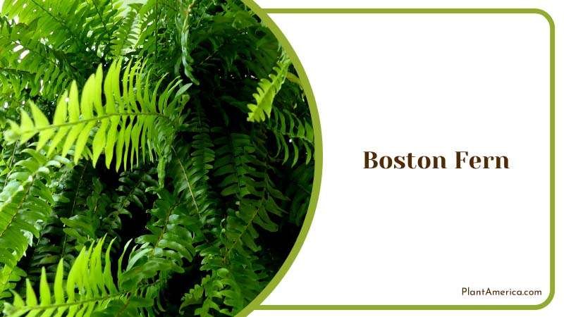 Ferny Elegance Boston Fern Plant America