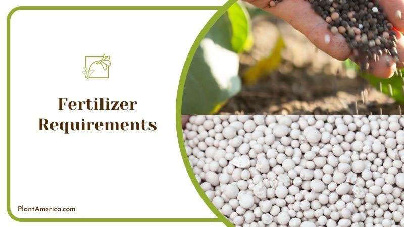 Fertilization Care for Plowmanii Plant ~ PlantAmerica