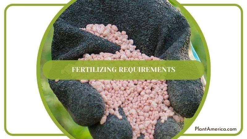 Fertilization Guide for Canna Tuerckheimii Plant America