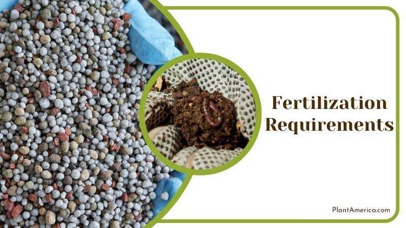 Fertilization Requirements PlantAmerica Fertilization Requirements PlantAmerica