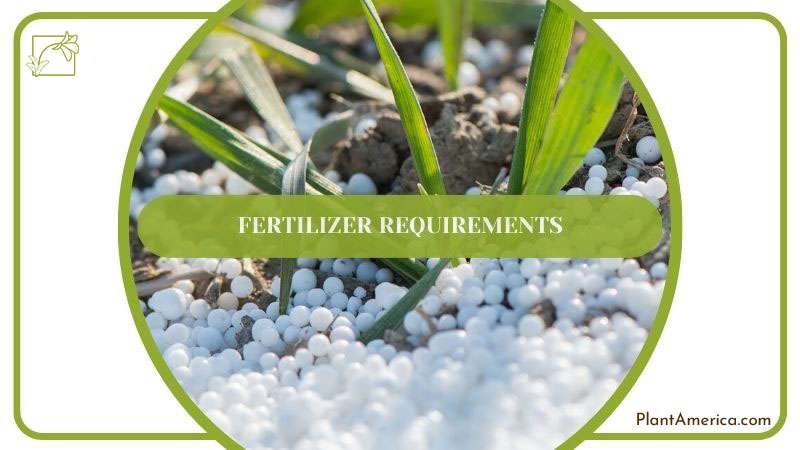 Fertilization Tips for Pallidiflorum Anthurium ~ PlantAmerica