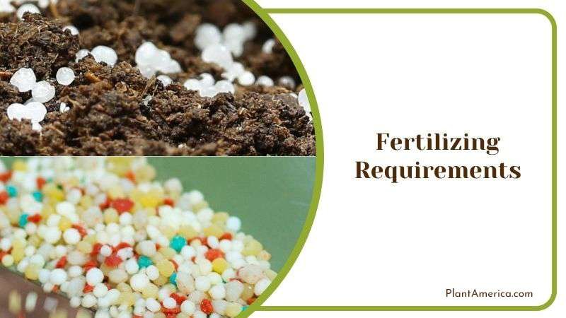 Fertilization for Black Magic Rose Plant America