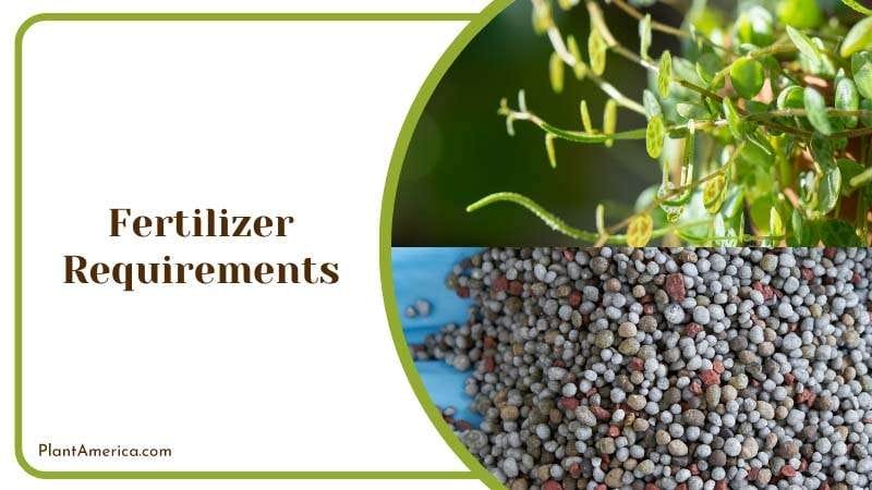 Fertilize Miniature Peperomia Prostrata PlantAmerica