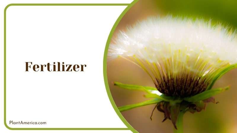 Fertilize Taraxacum Albidum Plant America Fertilize Taraxacum Albidum Plant America
