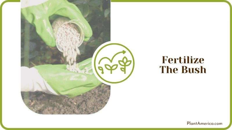 Fertilize the Bush Plant America