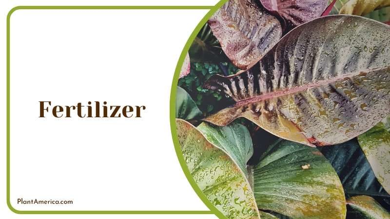Fertilize the Red leaf Philodendron monthly Plant America