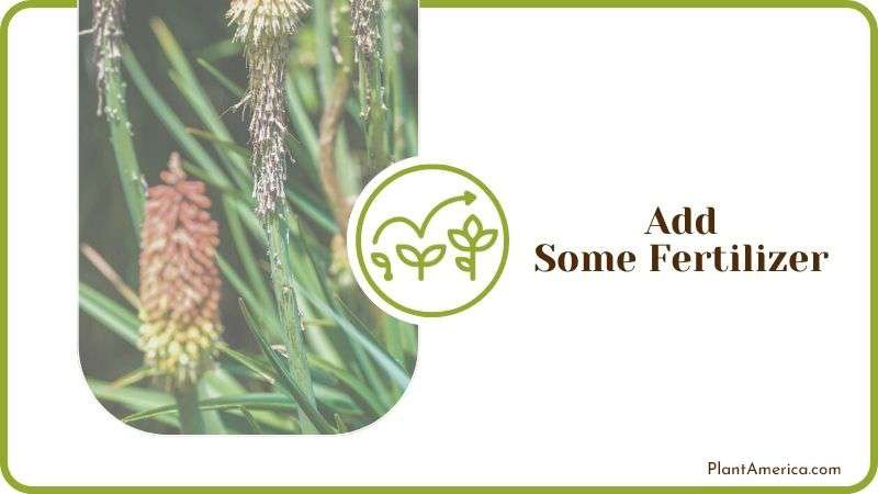 Fertilizeing Torch Lily Plants Plant America