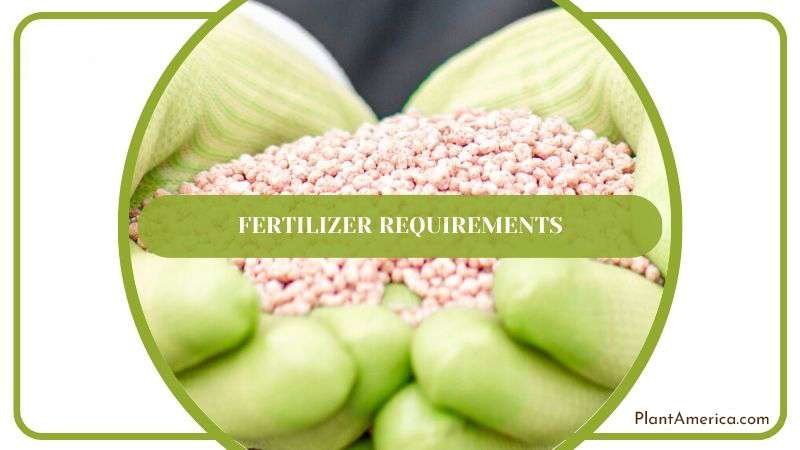 Fertilizer Care for Kalanchoe Tubiflora