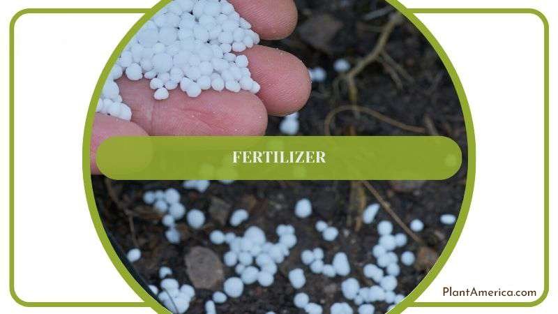 Fertilizer Care for Rupestris Plant Plant America