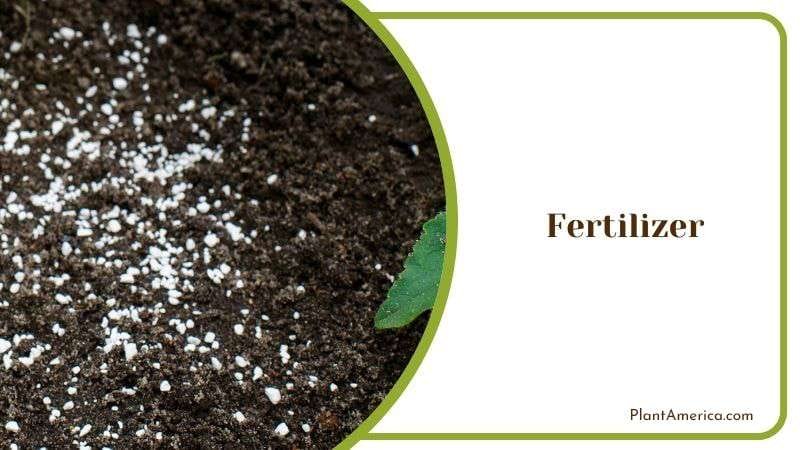Fertilizer Guide for Sugar Maple Bonsai Plantamerica