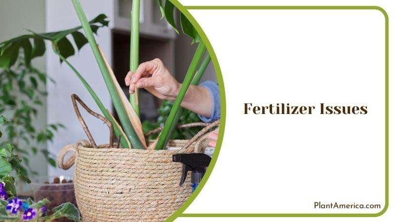 Fertilizer Issues in Monstera ~ PlantAmerica