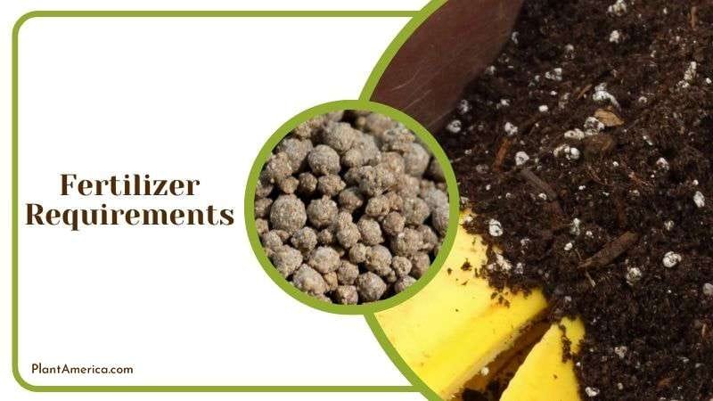Fertilizer Mix for Crocodile Fern Plant America