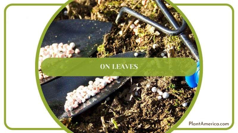 Fertilizer On Leaves