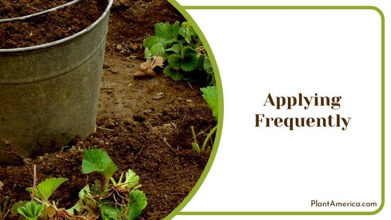 Fertilizer Recipes for Strawberries Plants Plant America Fertilizer Recipes for Strawberries Plants Plant America