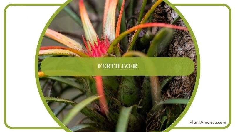 Fertilizer Requirements for Tillandsia Recurvata Plant America