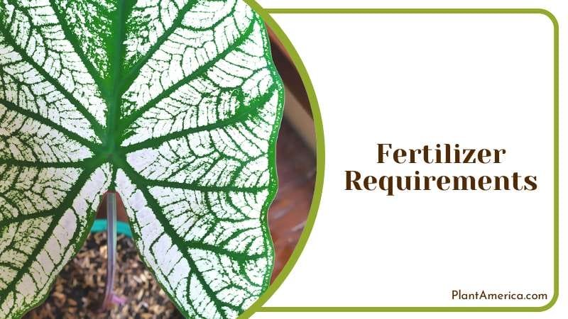 Fertilizer Requirements of Caladium Plant America
