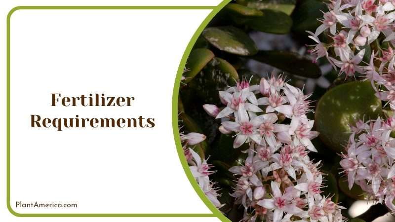 Fertilizer Requirements of Crassula umbella Plant America