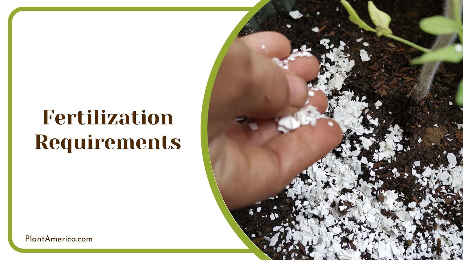 Fertilizer Sharing With Plant By a Gardener Plant America Fertilizer Sharing With Plant By a Gardener Plant America
