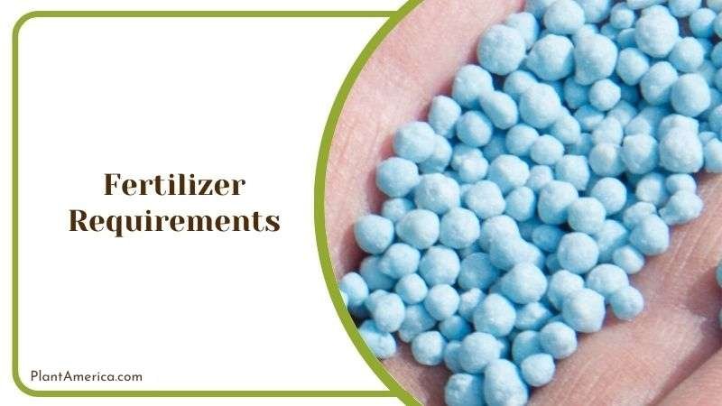 Fertilizer for Begonia Houseplant ~ Plant America