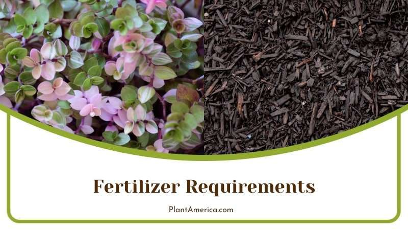 Fertilizer for Callisia Repens Plant America
