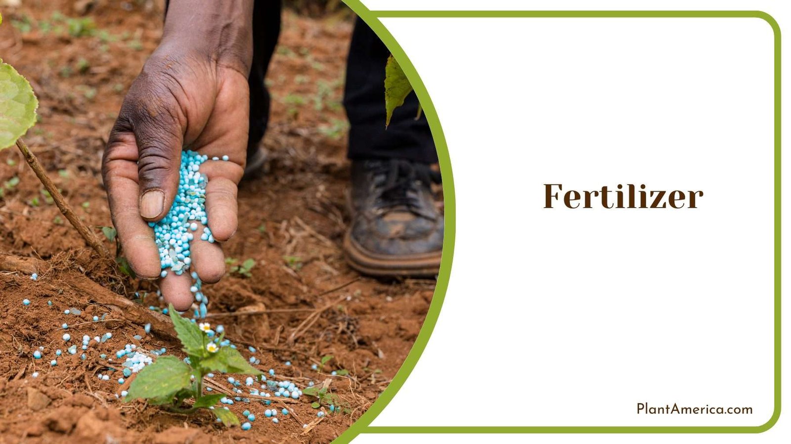 Fertilizer for Dowiana Plant America