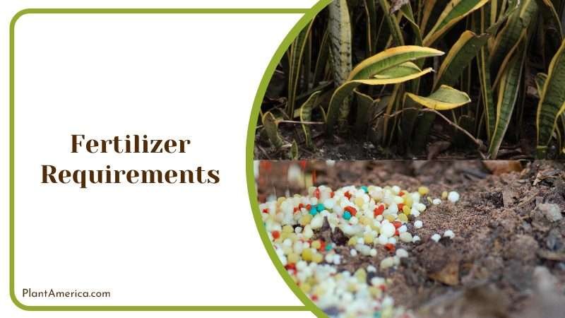 Fertilizer for Growth of Moonshine PlantAmerica