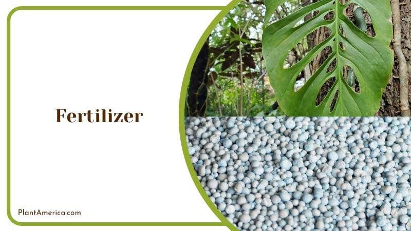 Content Image Plant Profile Sujon Fertilizer for Monstera Adan