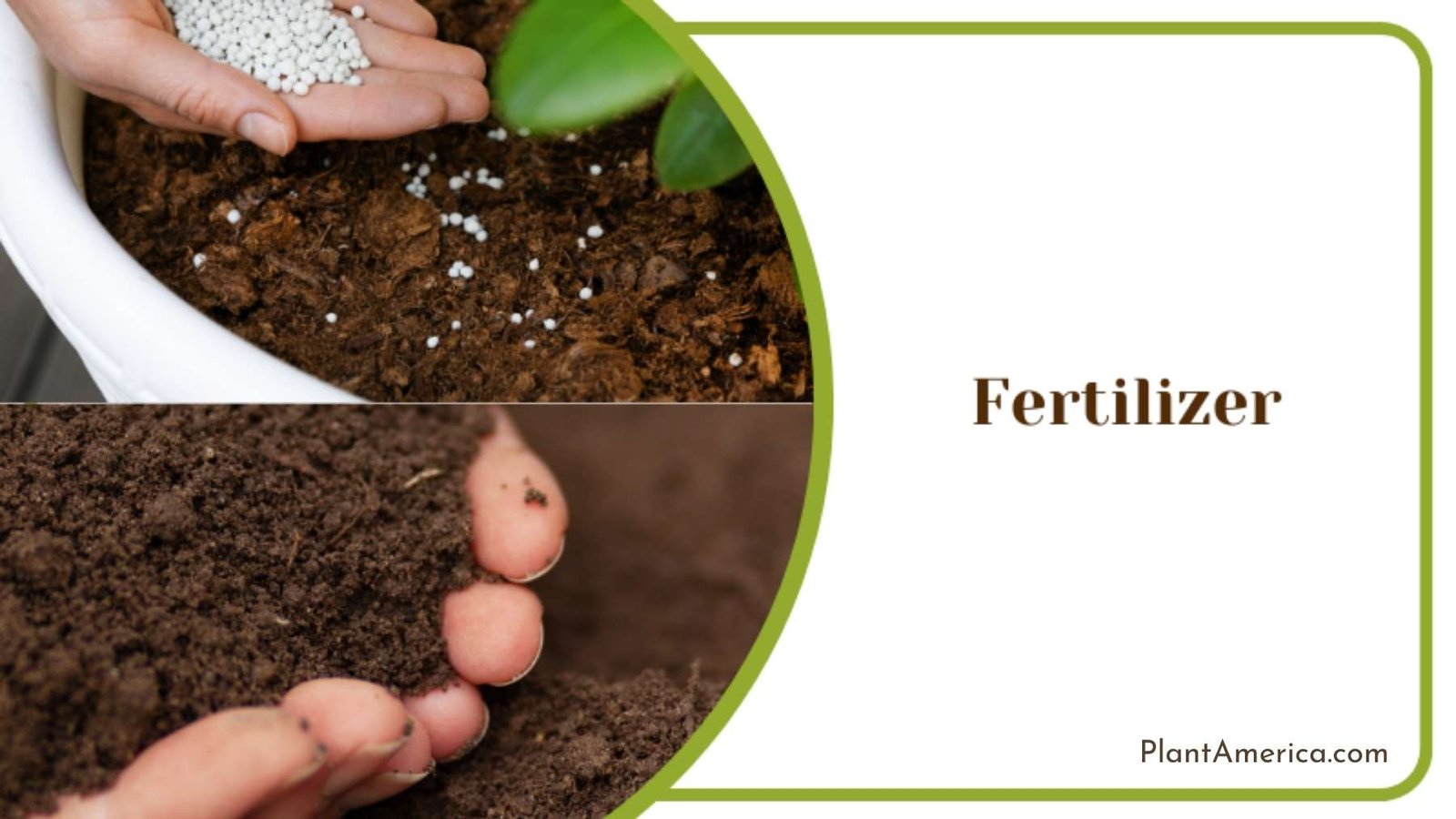 Fertilizer for Monstera Peru ~ Plant America