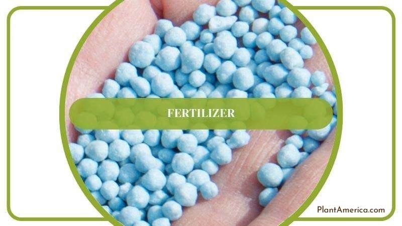 Fertilizer for Peace Lily PlantAmerica