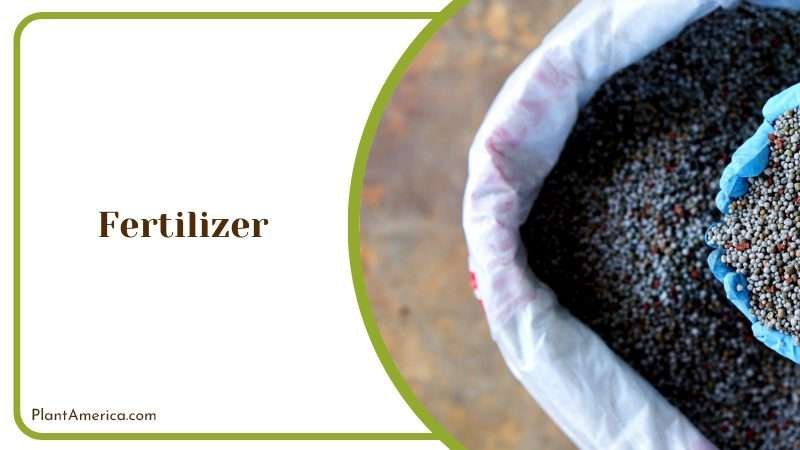 Fertilizer for Succulent Plant Plant America