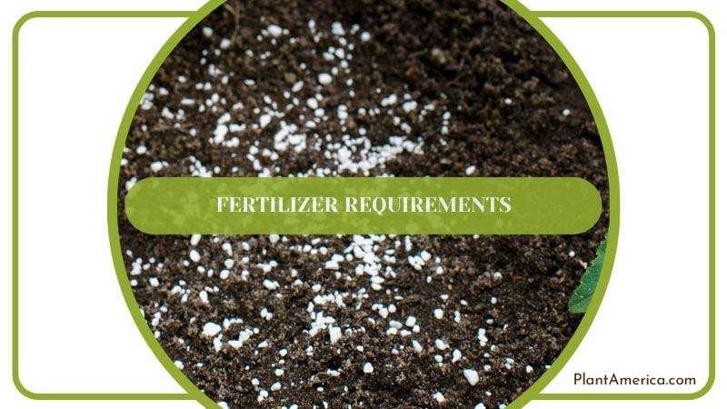 Muhamed Body Universal Image 1 Fertilizer Requirements