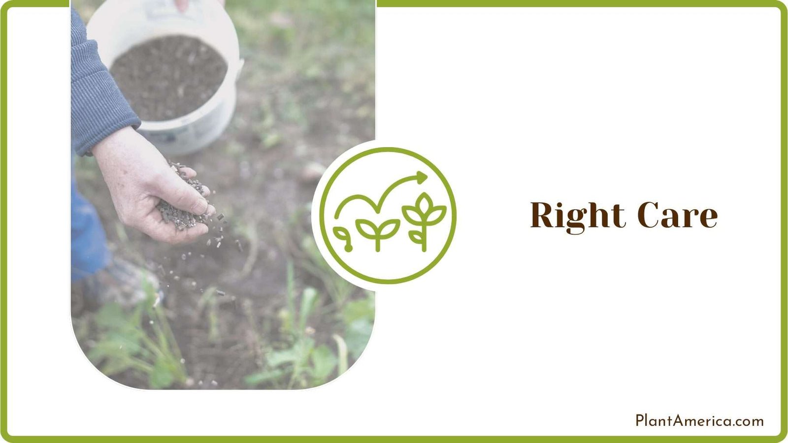 Fertilizers for Plant Care Plant America