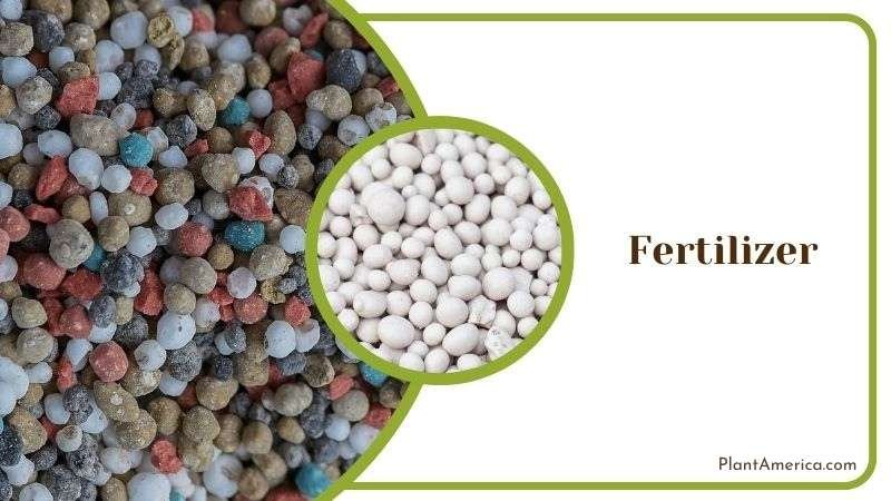 Fertilizers for Tillandsia Brachycaulos Plant America Fertilizers for Tillandsia Brachycaulos Plant America