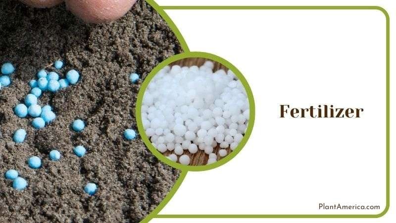 Fertilizers for Tillandsia Varieties Plant America