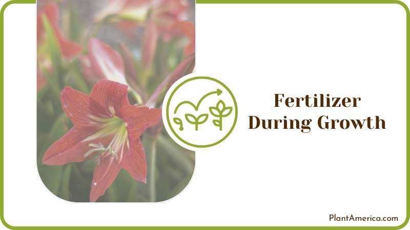 Fertilizing Amaryllis Plants Plant America