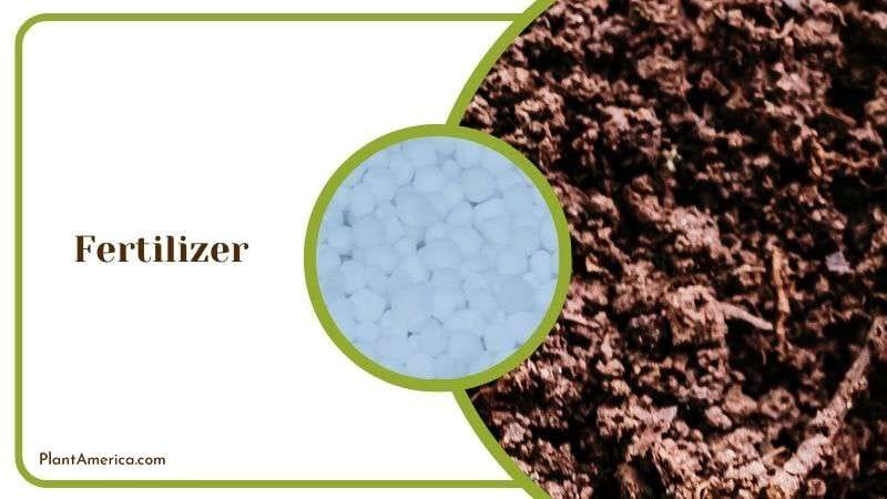 Fertilizing Care for Philodendron Burle Plant America