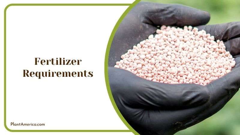 Fertilizing Care for Philodendron Goeldii Plant America