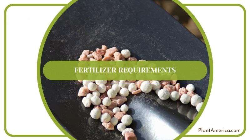 Fertilizing Fernwood Snake Plant PlantAmerica