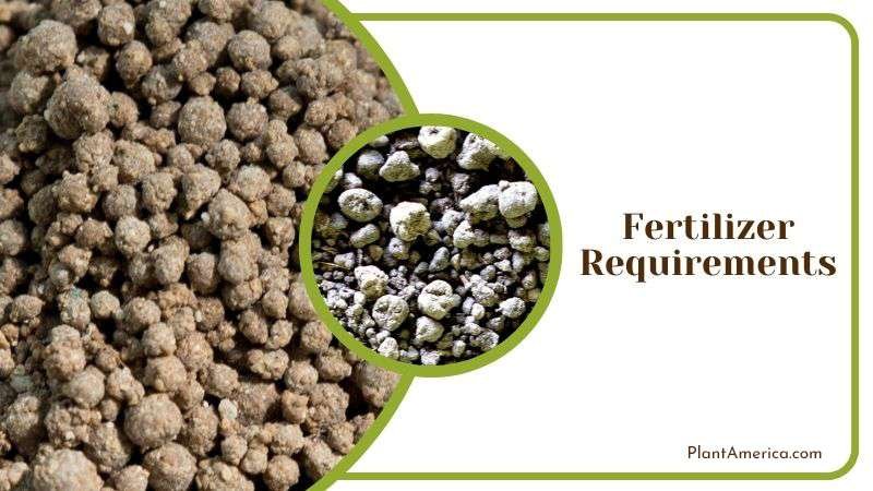 Fertilizing Guide for Senecio Peregrinus Plant America